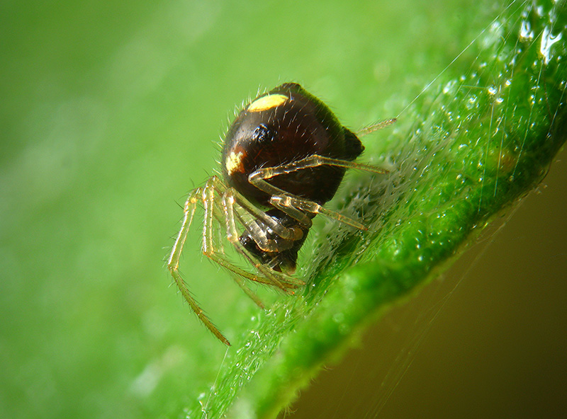 Theridula gonigaster - Besnate (VA)